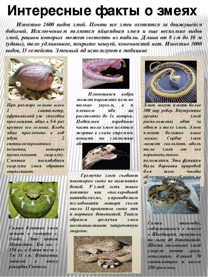 40 удивительных фактов из биологии • всезнаешь.ру