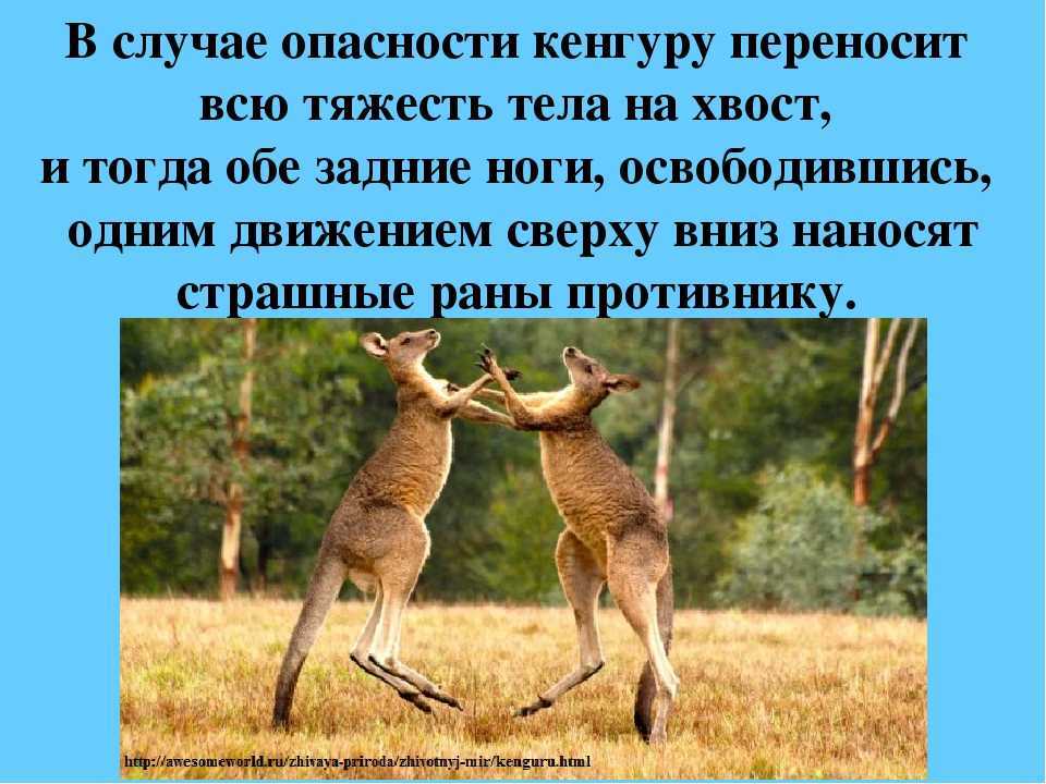 Австралийские животные. животные, обитающие только в австралии :: syl.ru