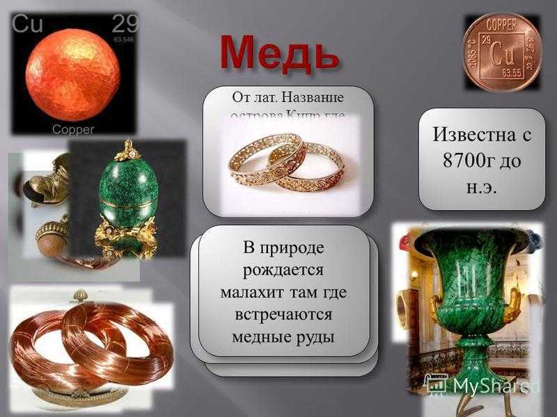🚩 чем поразительны мидии: удивительные факты о них