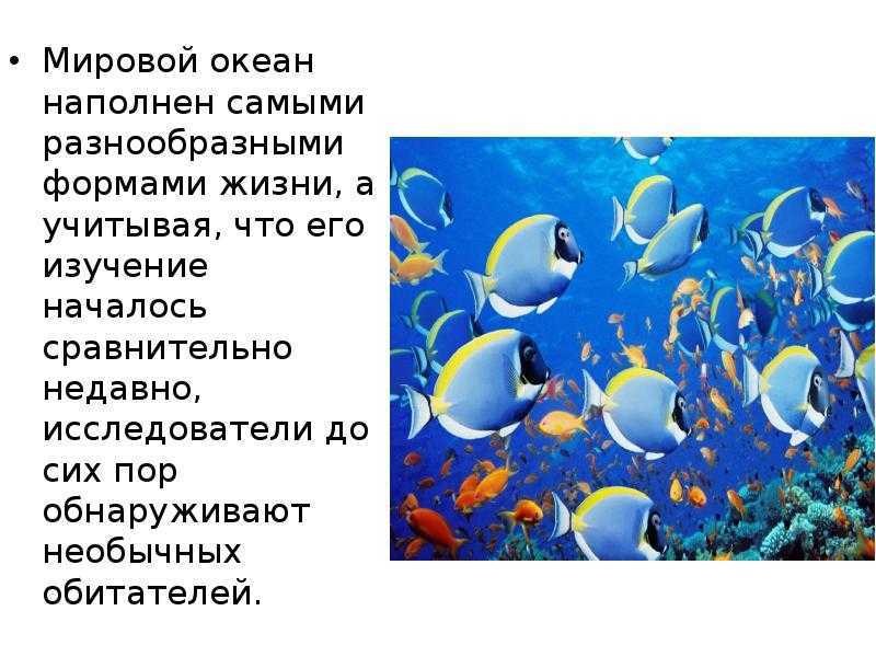 Самые большие моря в мире