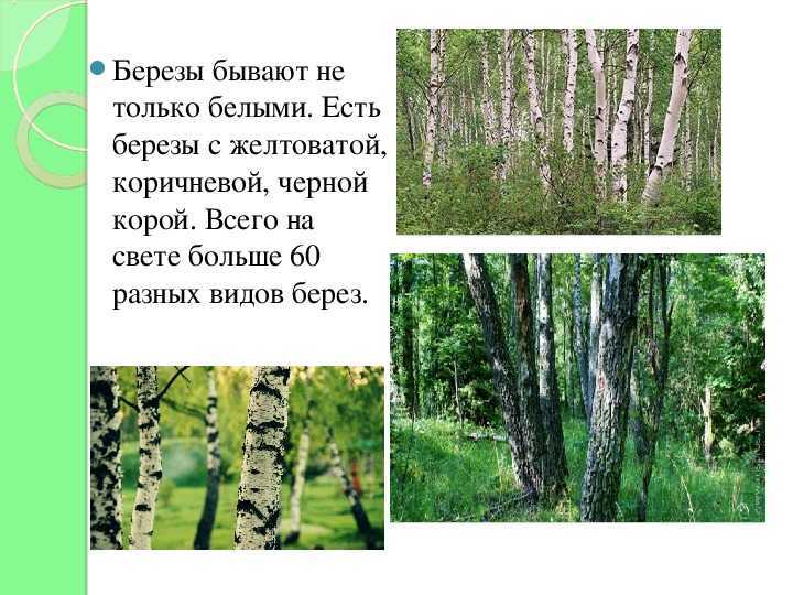 Берёза — символ россии