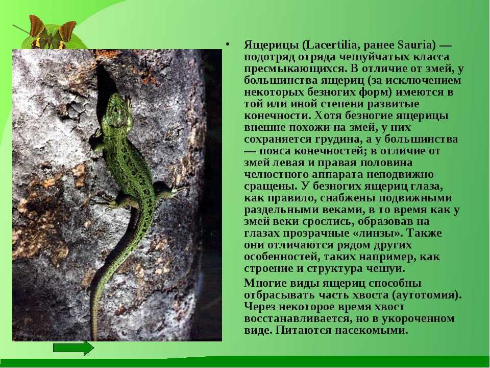Виды ящериц - разновидности, ареал, как выглядят, названия, породы, фото, интересные факты