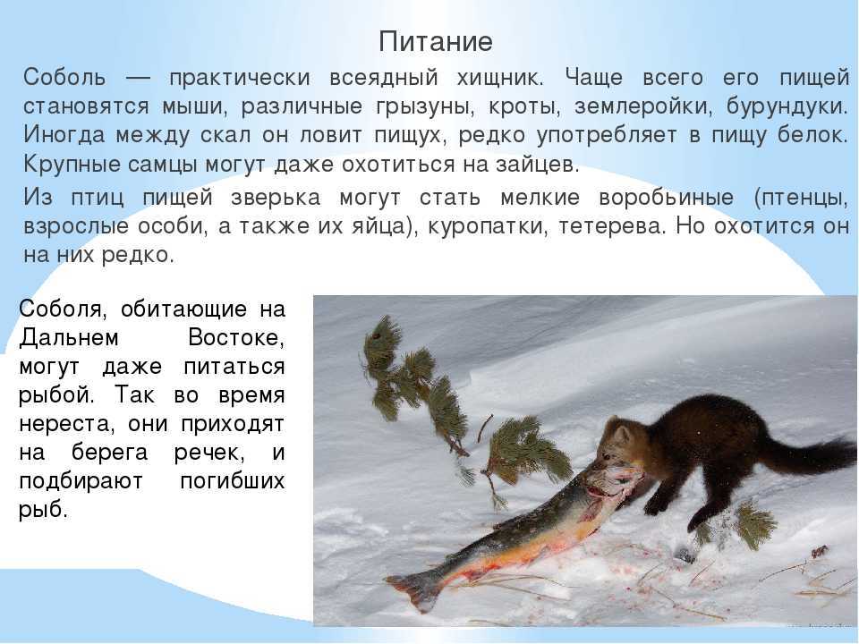 Ласка животное: фото и описание. внешность ласки, размер, места обитания и повадки зверя куница фото куниц