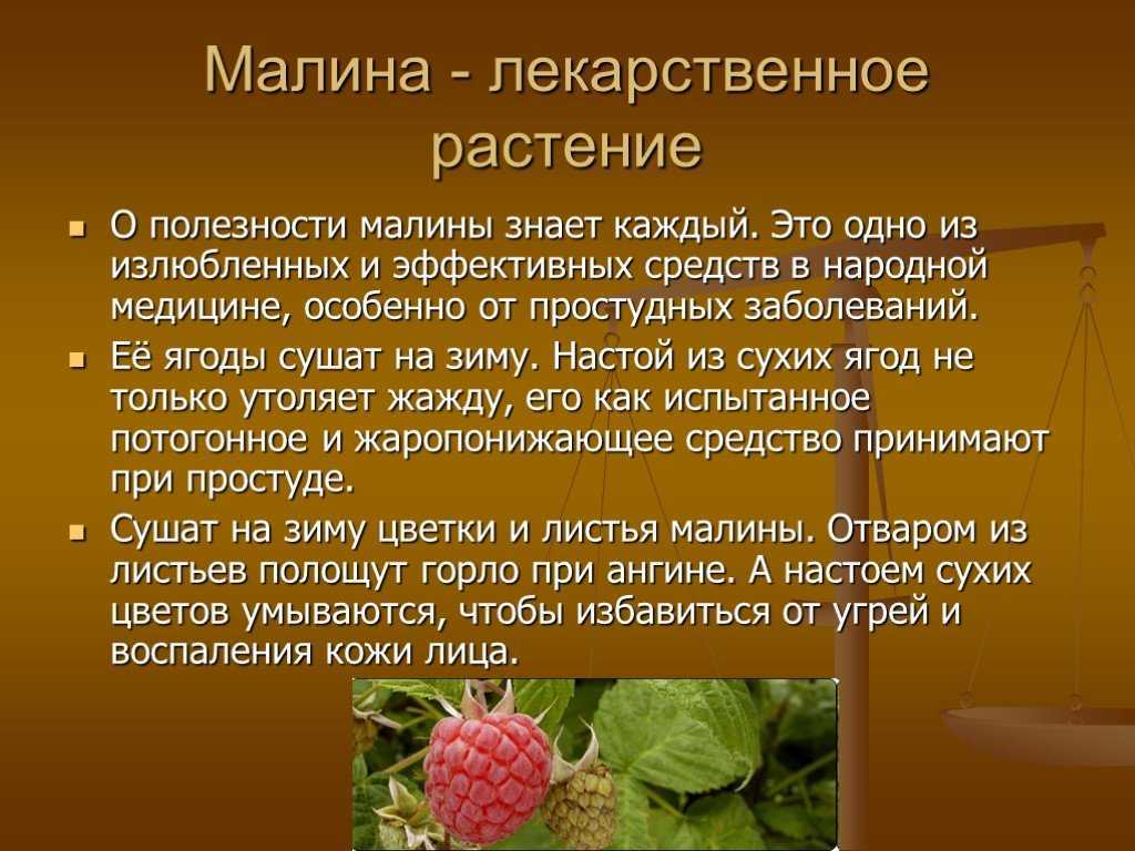 Интересные факты о малине