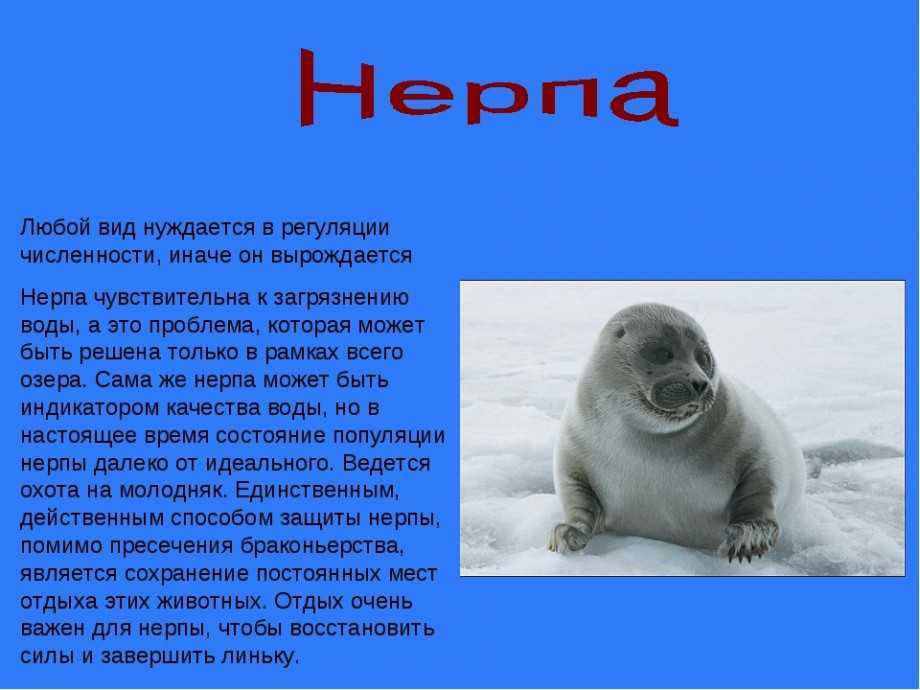 Описание байкальской нерпы из красной книги