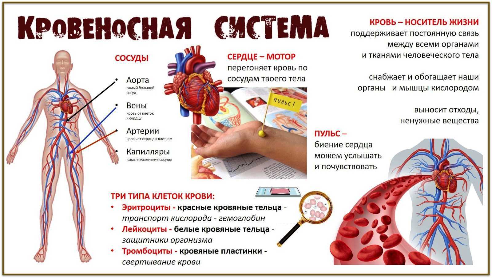 Проект кровеносная система человека