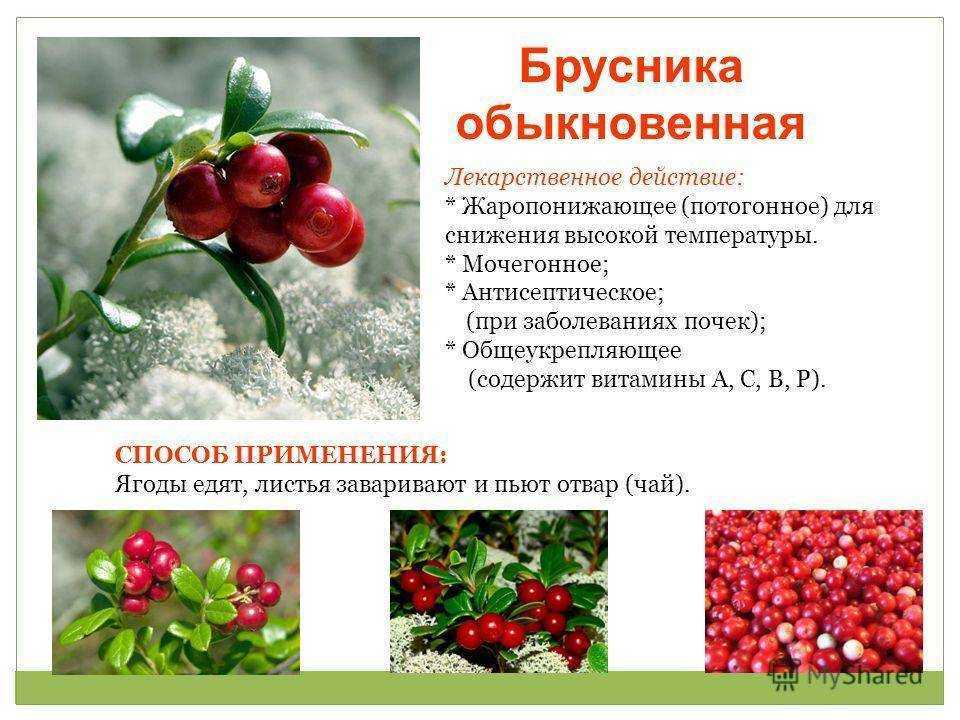 Чем полезна клюква для организма человека, состав, калорийность, рецепты