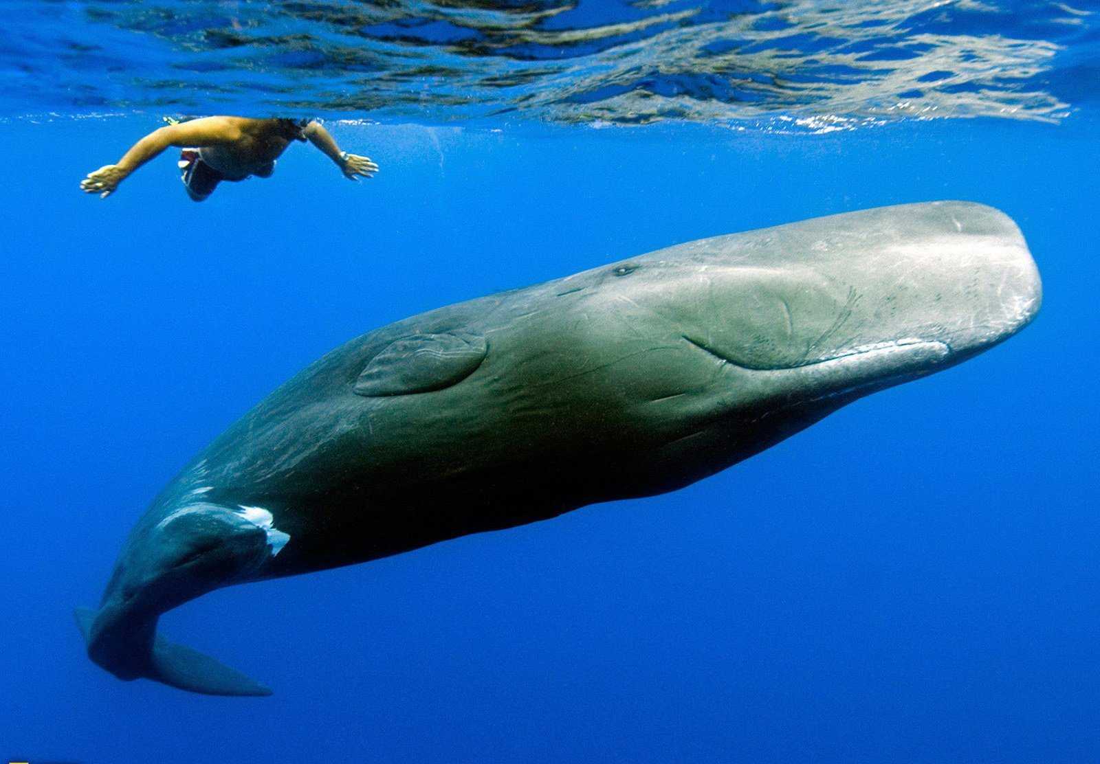 Чем дышит кит? внешний вид и строение кита