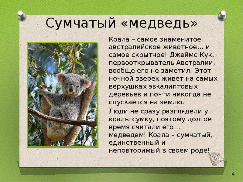 Коала