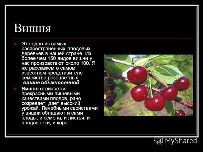 Черешня: описание 20 лучших сортов (фото & видео) +отзывы