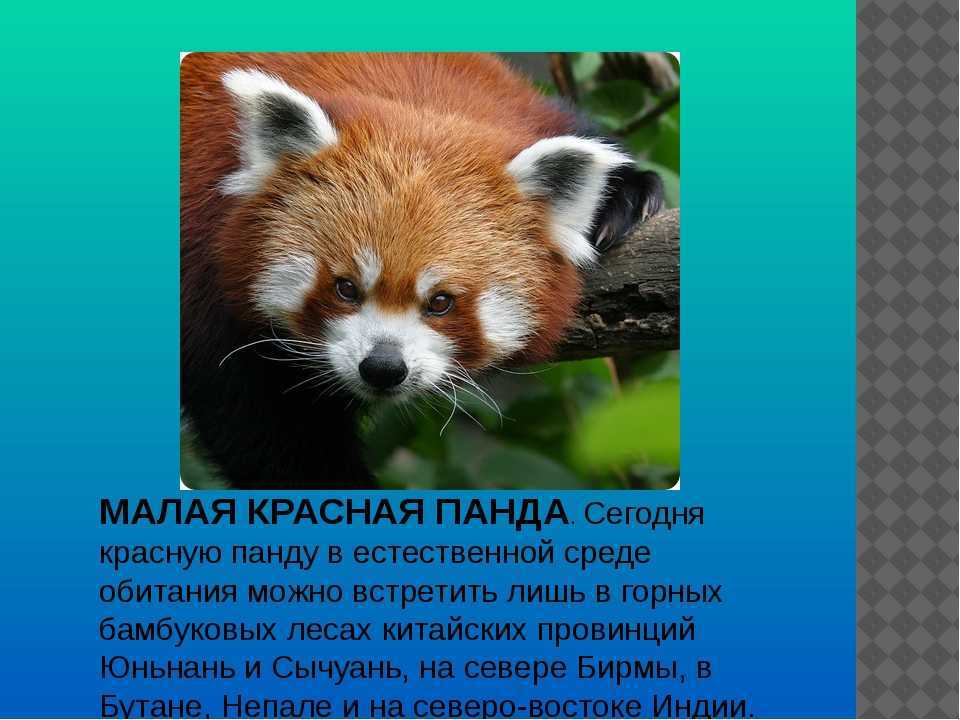 Красная панда