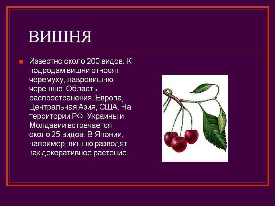 Краткое вишневый. Сообщение о вишне. Доклад про вишню. Вишня краткое описание. Сообщение о вишне небольшое.