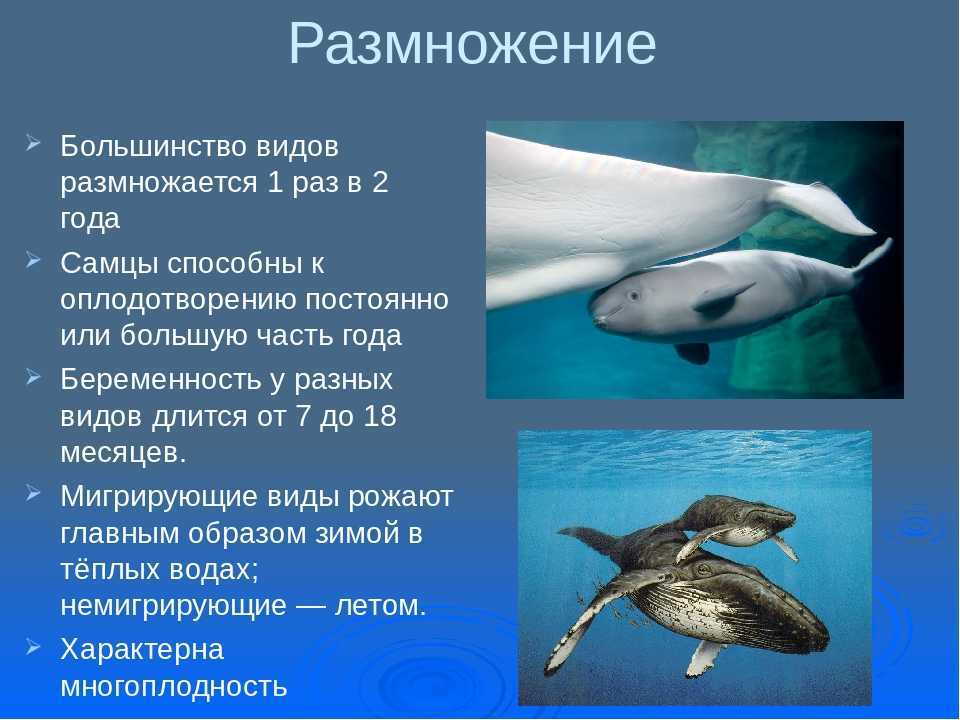 Косатка. владычица морей