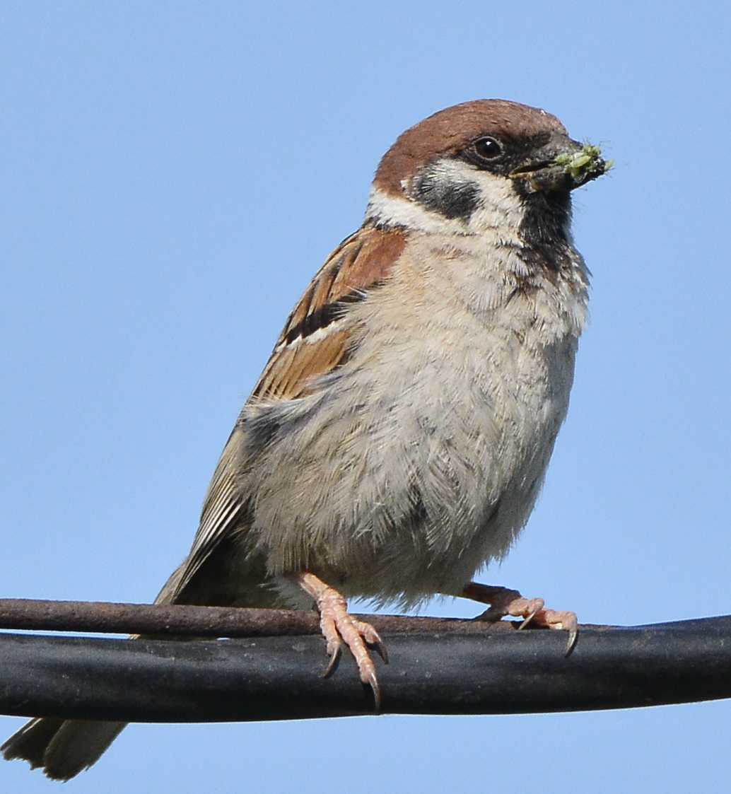 Воробей обыкновенный. Полевой Воробей (passer montanus). Насекомоядные птицы Воробей. Красноголовый Воробей. Вика Воробей.