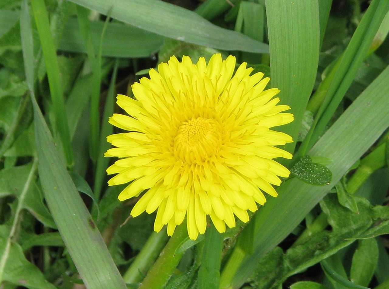 Одуванчики — солнечные цветы