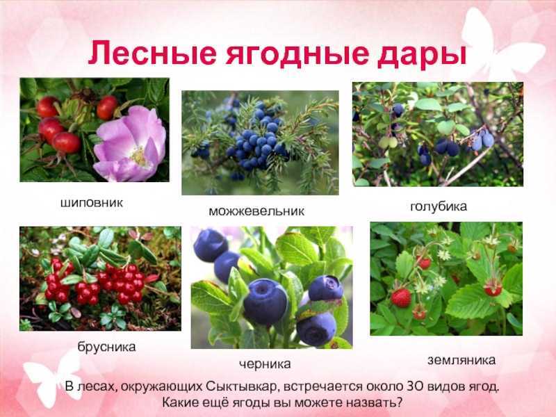 Вишня – сладкий фрукт или классическая ягода?