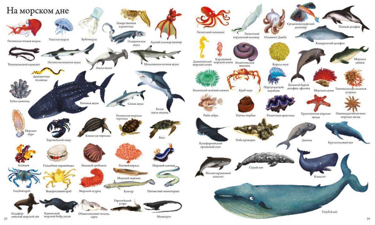 Океан на букву д. Морские обитатели названия. Обитатели моря для детей. Обитатели океанов для детей. Название морских животных.