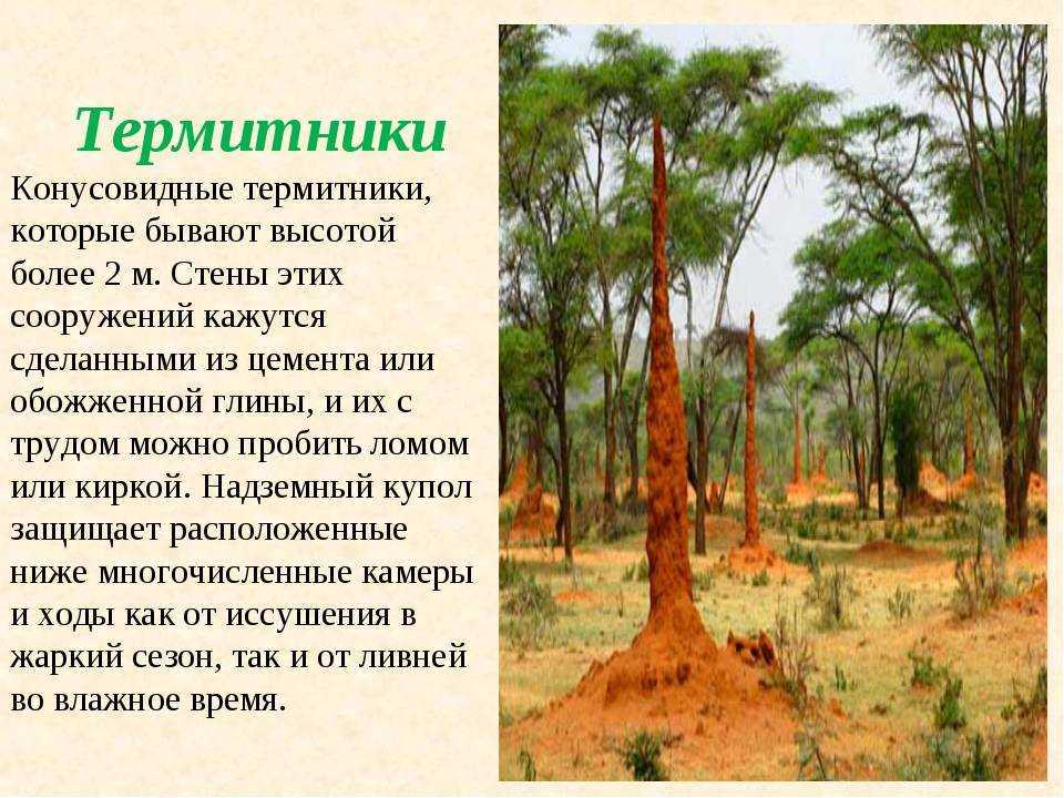 Термитник и уклад жизни его обитателей