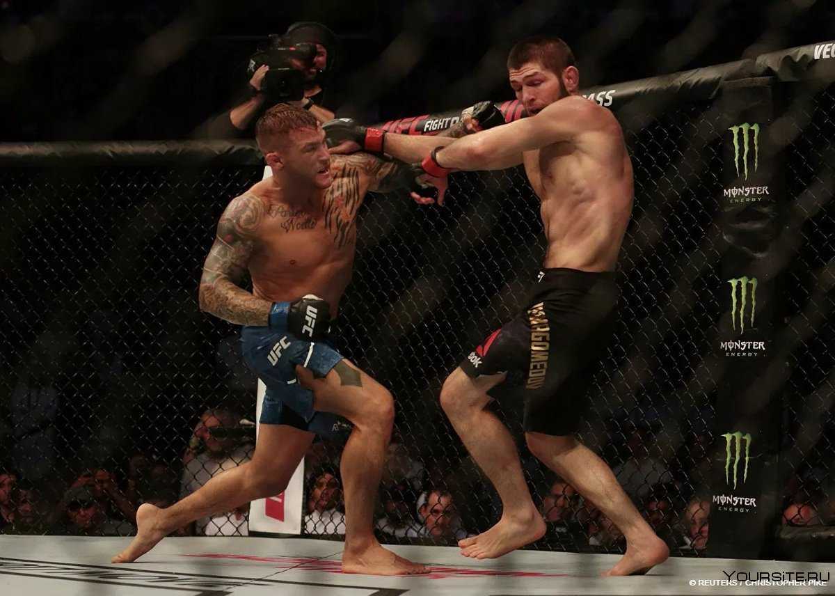 Хабиб нурмагомедов / khabib nurmagomedov (орел)