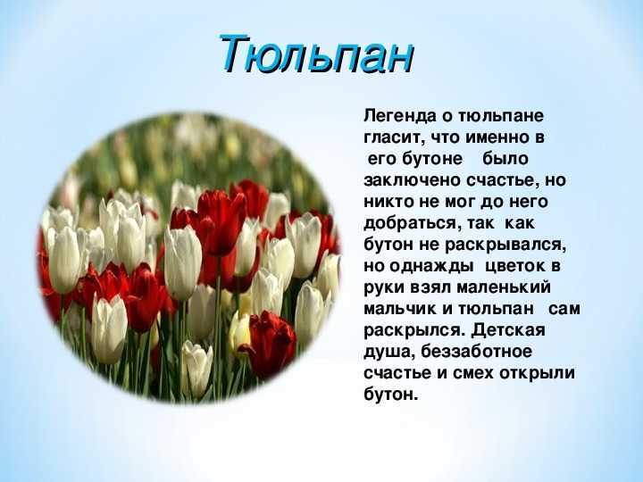 Родина и история тюльпанов