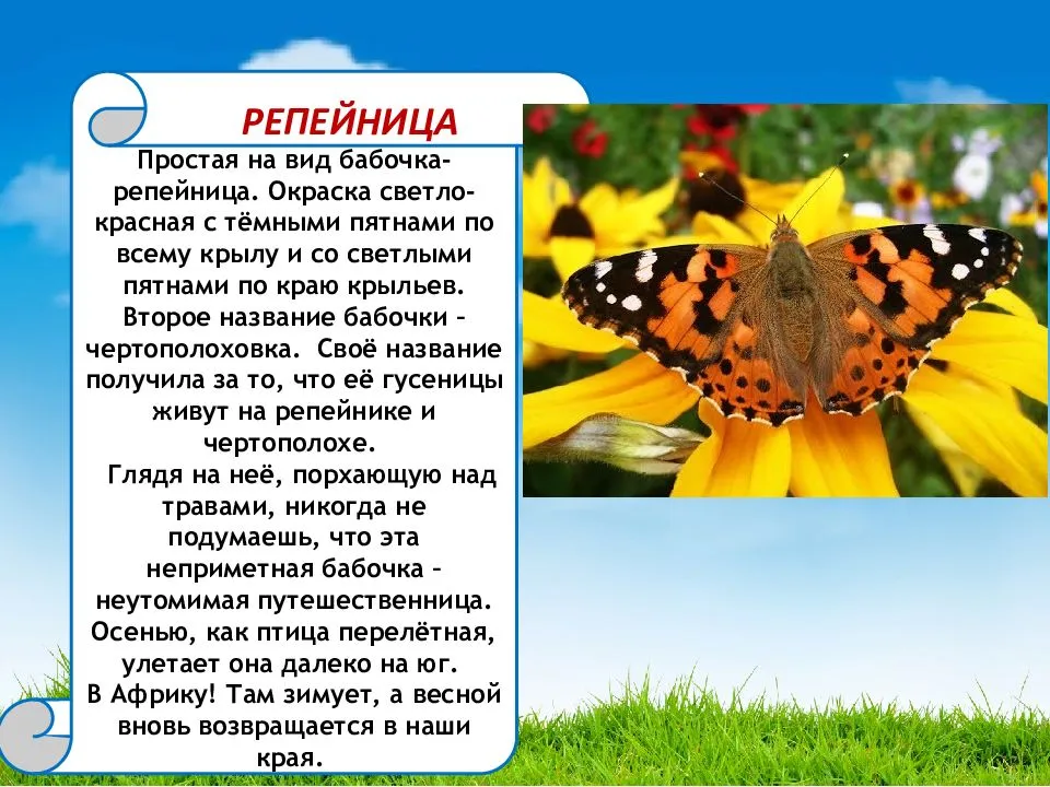 Бражник бабочка насекомое. образ жизни и среда обитания бражника | живность.ру