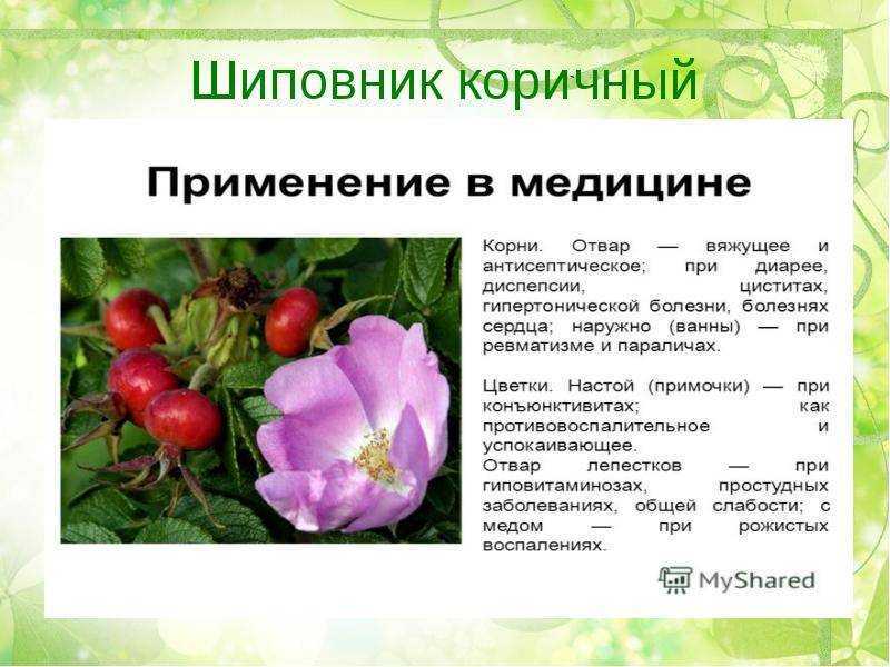 Семейство розовые презентация, доклад, проект