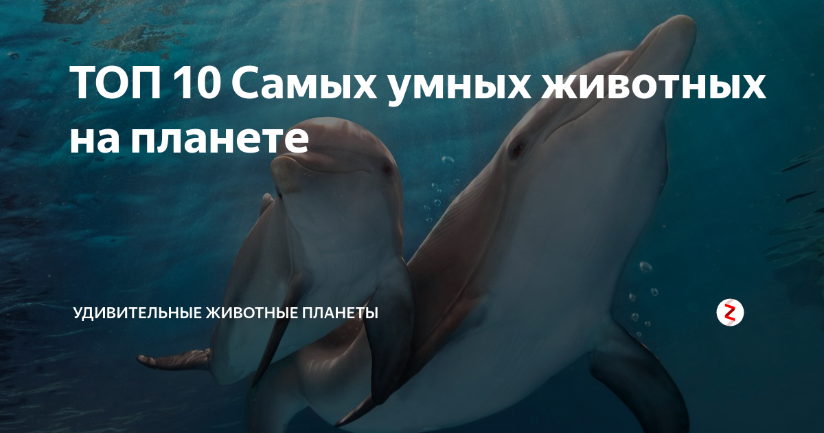 Свинья по гороскопу  - характер и судьба | год свиньи - какие года