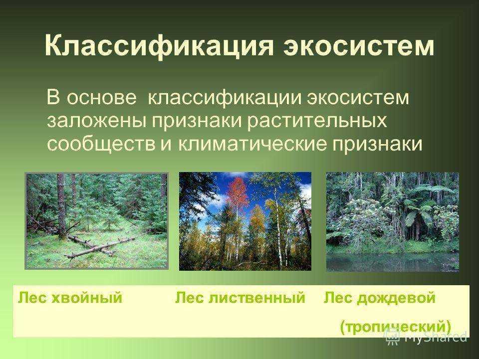 Самые интересные факты о елочках