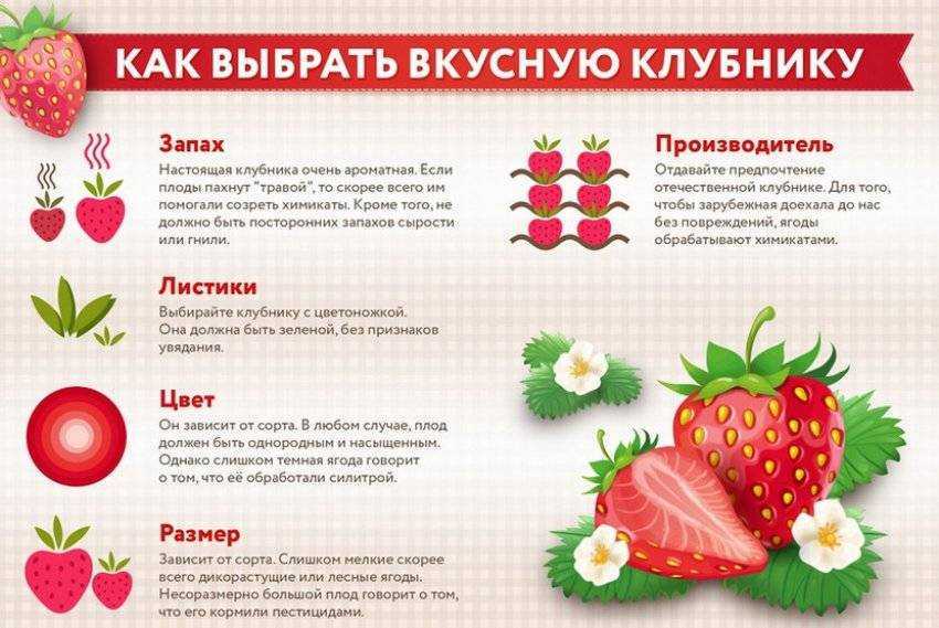 Польза и вред клубники: состав, свойства, противопоказания