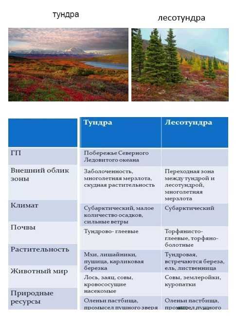 50 интересных фактов о тундре