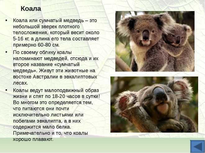ᐉ сумчатые австралийские животные - список, описание с фото, среда обитания - zoovet24.ru