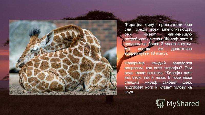 Любопытные факты о жирафах