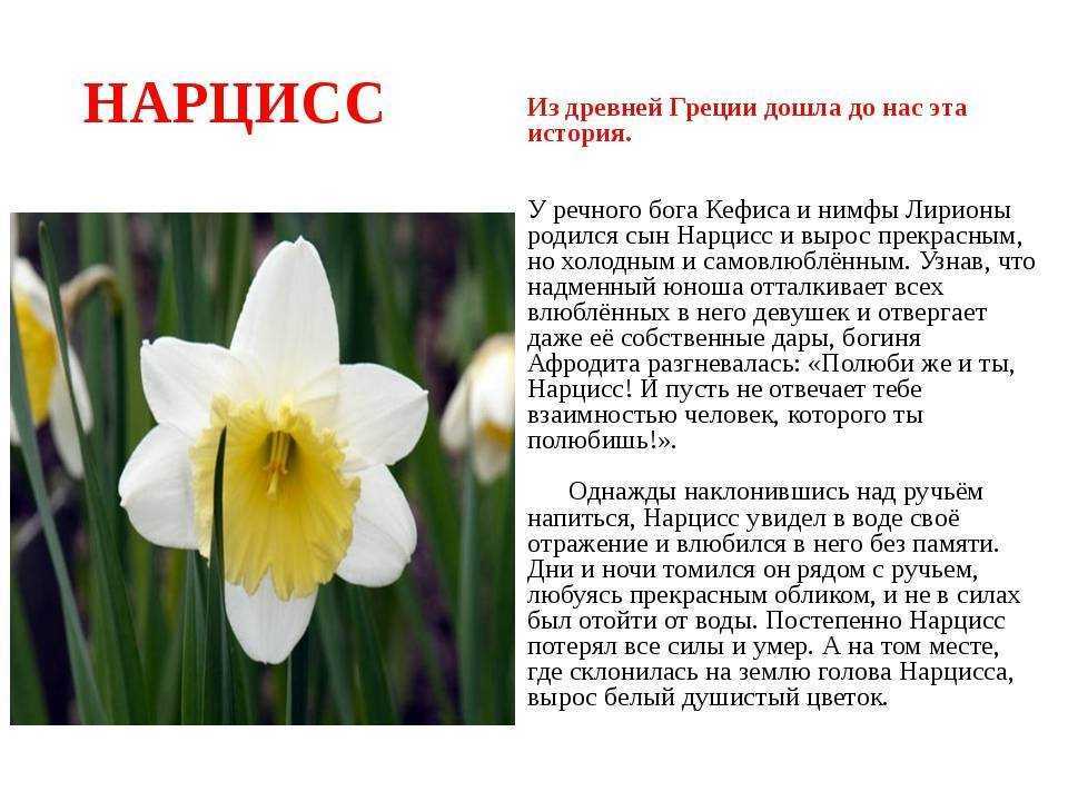 Нарцисс, взгляд изнутри. о чем он думает, что чувствует, как нападает и защищается.