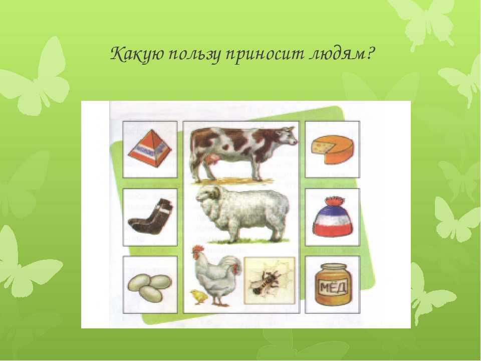 Доклад-сообщение о домашних животных для детей 2, 3 класс