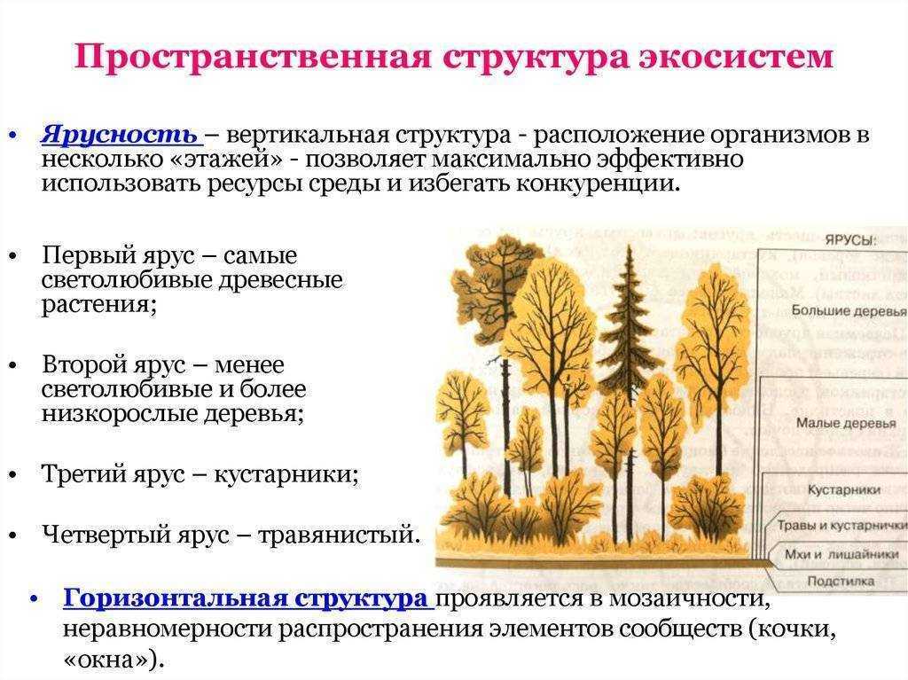 Хвойные леса