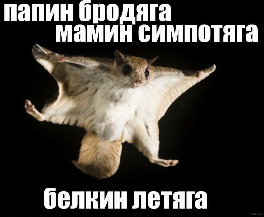 Белка летяга