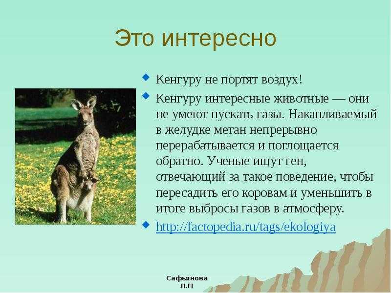Описание кенгуру - внешность, питание, страна проживания, факты