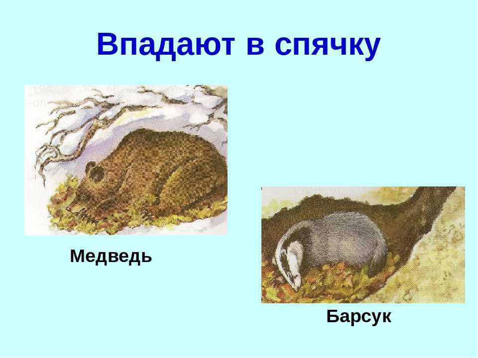 Кто впадает в спячку зимой. Барсук впадает в спячку зимой. Животные впадающие в спячку. Барсук впадает в спячк. Барсук впадает в спячку.