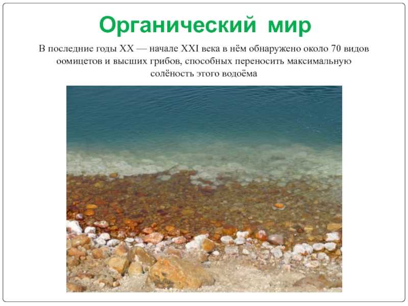 25 интересных фактов о мертвом море • всезнаешь.ру