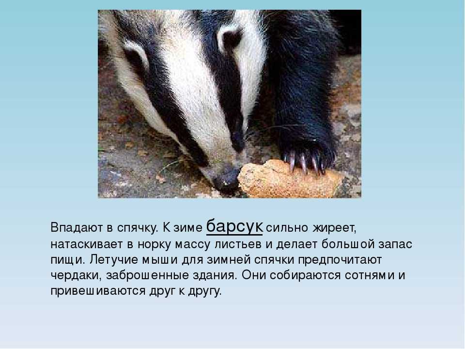 Барсук - 88 фото очень ловкого и красивого обитателя глубоких нор