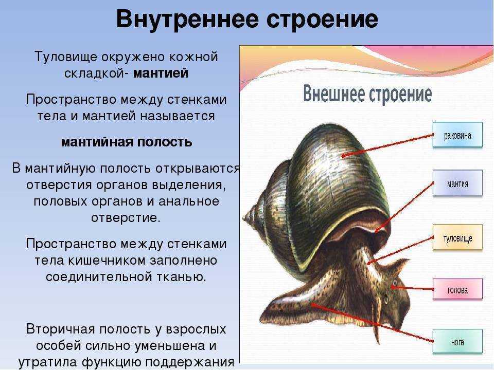 Забавные факты о морских животных для детей
