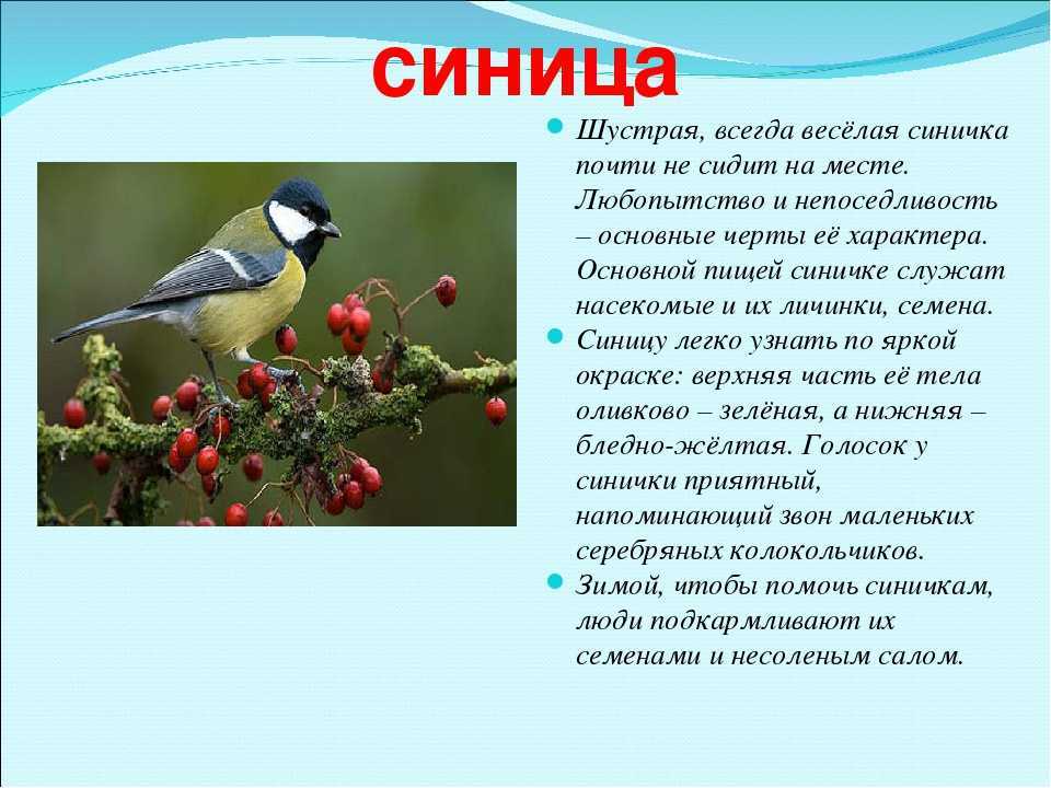 Синица птица. образ жизни и среда обитания синицы