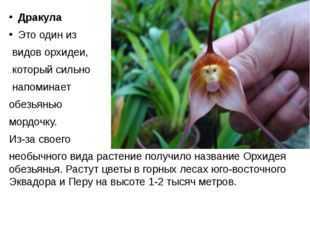 Орхидеи. правила ухода в домашних условиях, пересадка и болезни растения