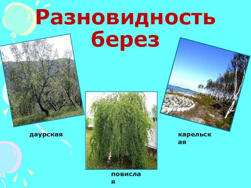 Описание берёзы, где растёт, виды, лечебные свойства, интересные факты