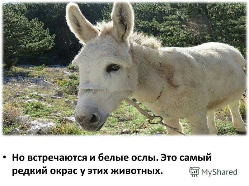 Удивительные млекопитающие животные