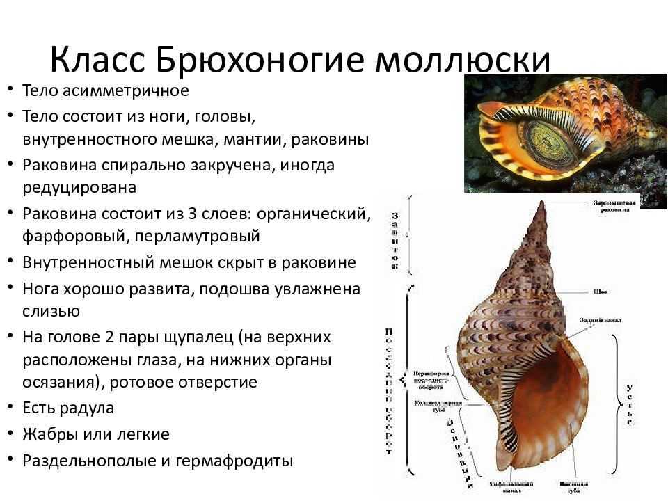 Для всех моллюсков характерно. Общая характеристика брюхоногих. Характеристика брюхоногих моллюсков. Тип моллюски класс брюхоногие. Особенности класса брюхоногие.