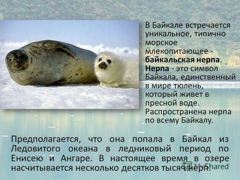 Байкальская нерпа