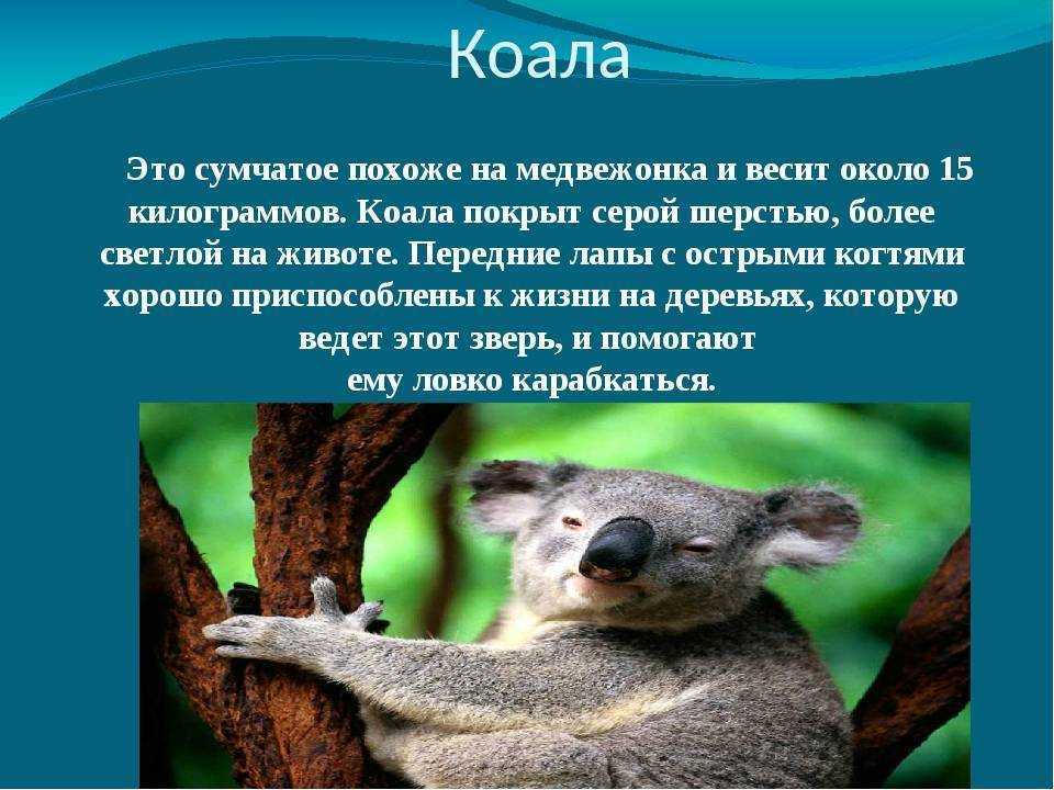 В австралии живут медведи. Коала презентация. Информация о коале. Факты о коалах. Коала описание.