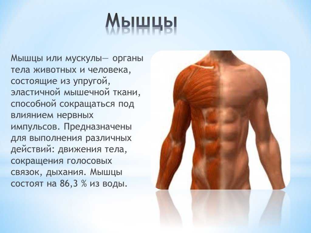 Мускул или мускулов. Эластичные мышцы. Интересное о мышцах. Интересные факты о мышцах. Интересные факты о мышечной системы.