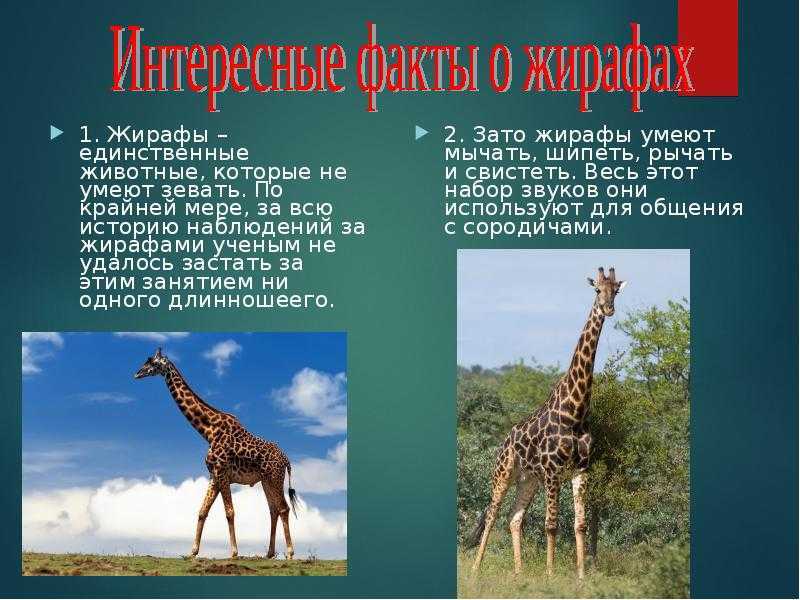 Жираф